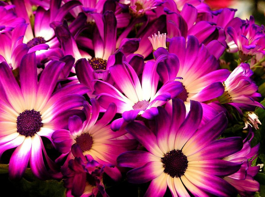 Cineraria