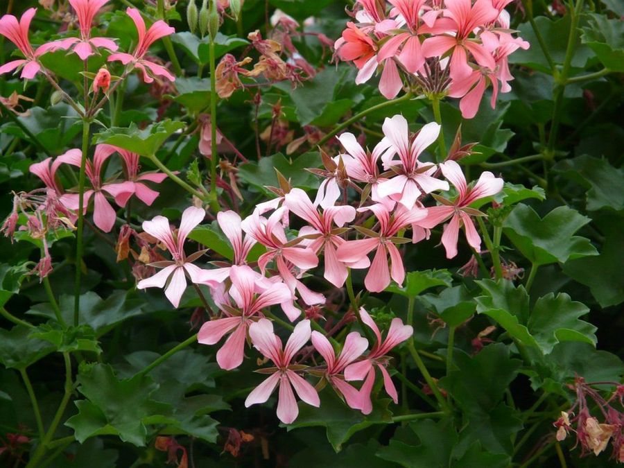 Pelargonium peltatum