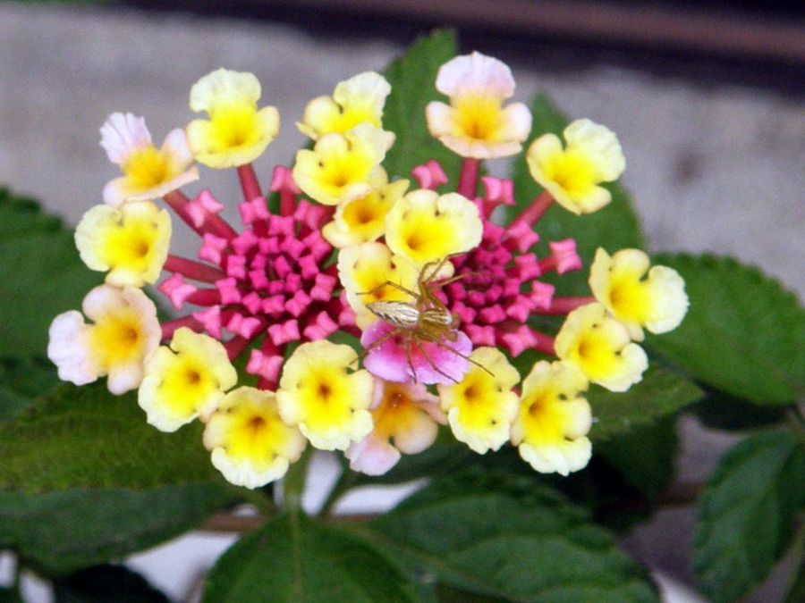 Lantana camara