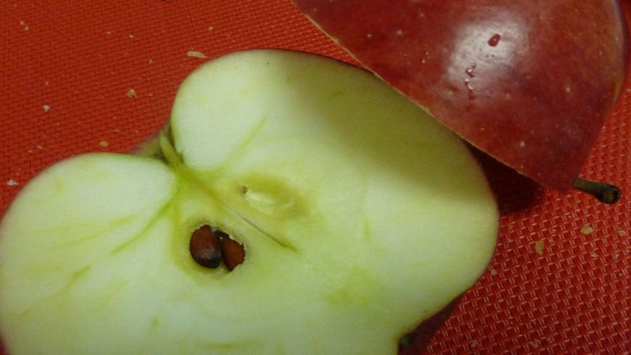 Semilla manzana