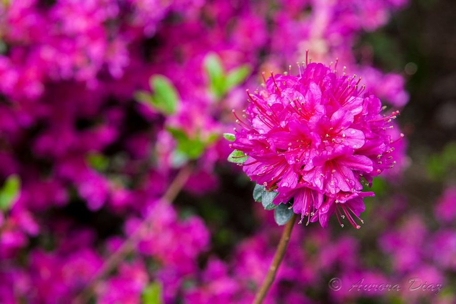 Rododendro