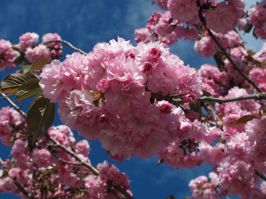 Prunus