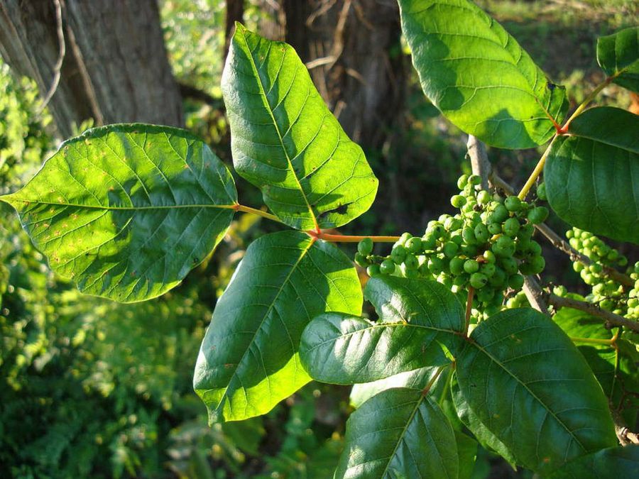Rhus radicans