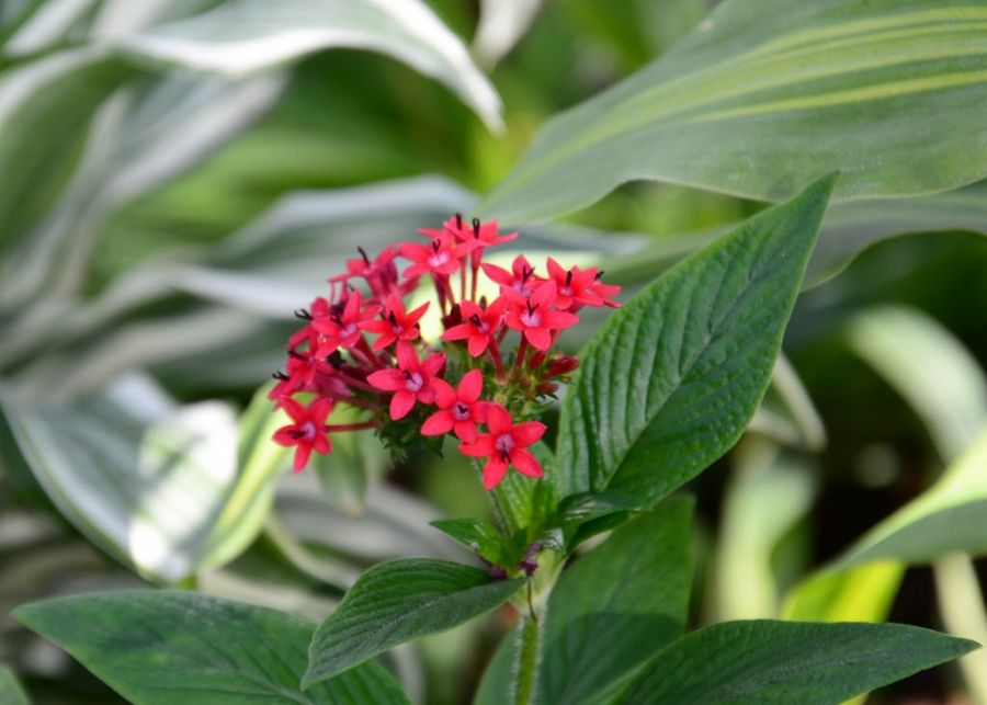 Pentas Lanceolata