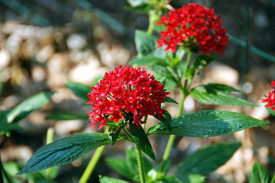 Pentas Lanceolata