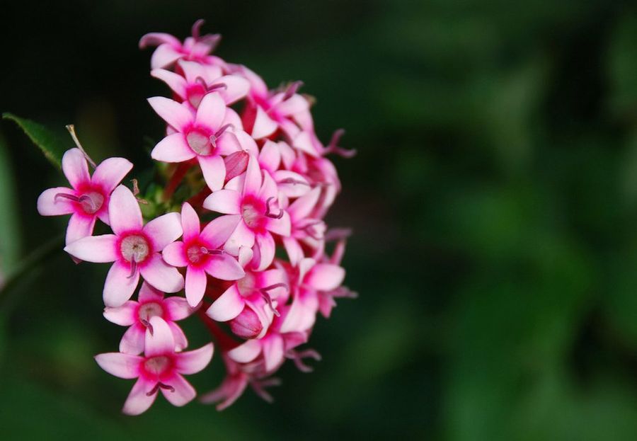 Pentas Lanceolata