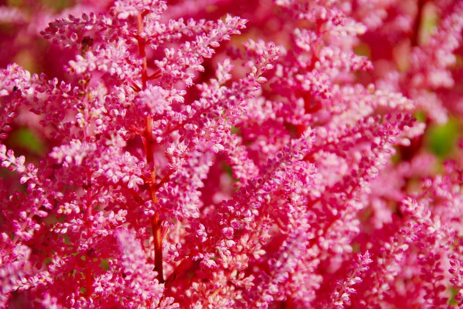 Spiraea nipponica