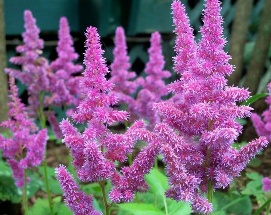 Spiraea nipponica