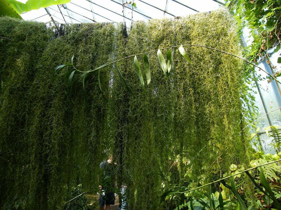 Tillandsia