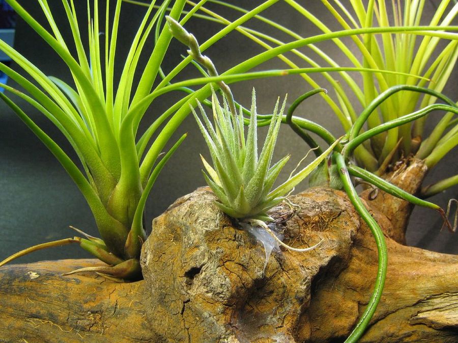 Tillandsia