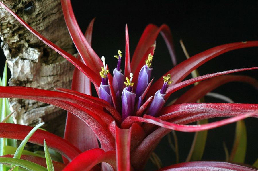 Tillandsia