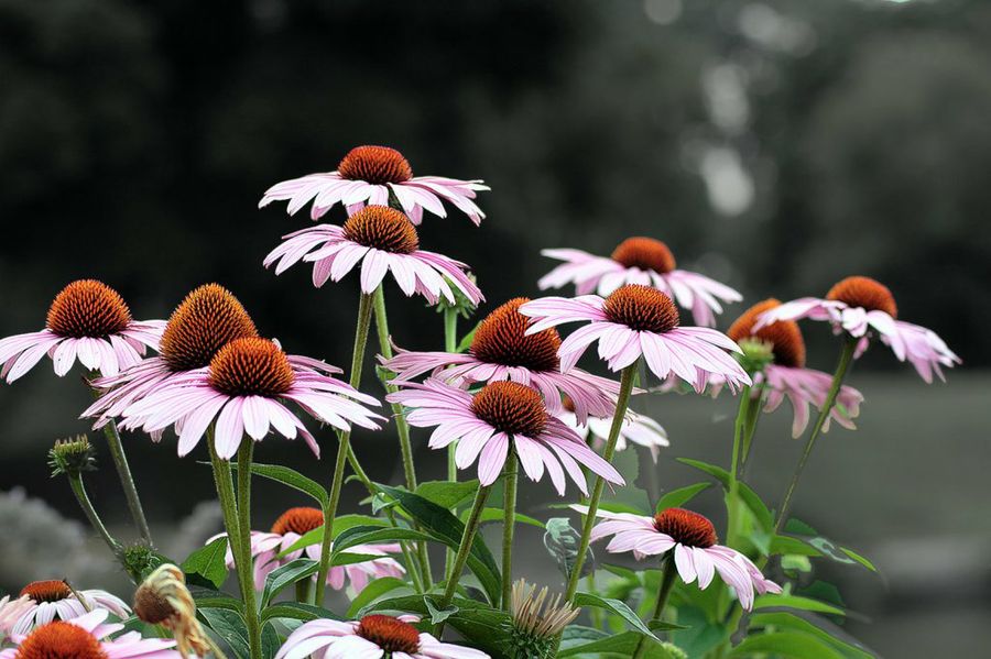 Echinacea