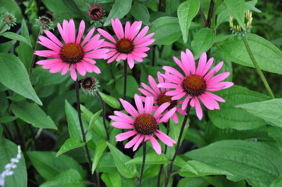 Echinacea
