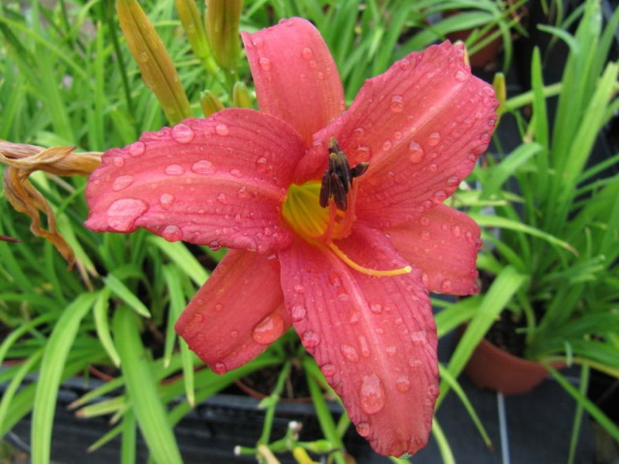 Hemerocallis