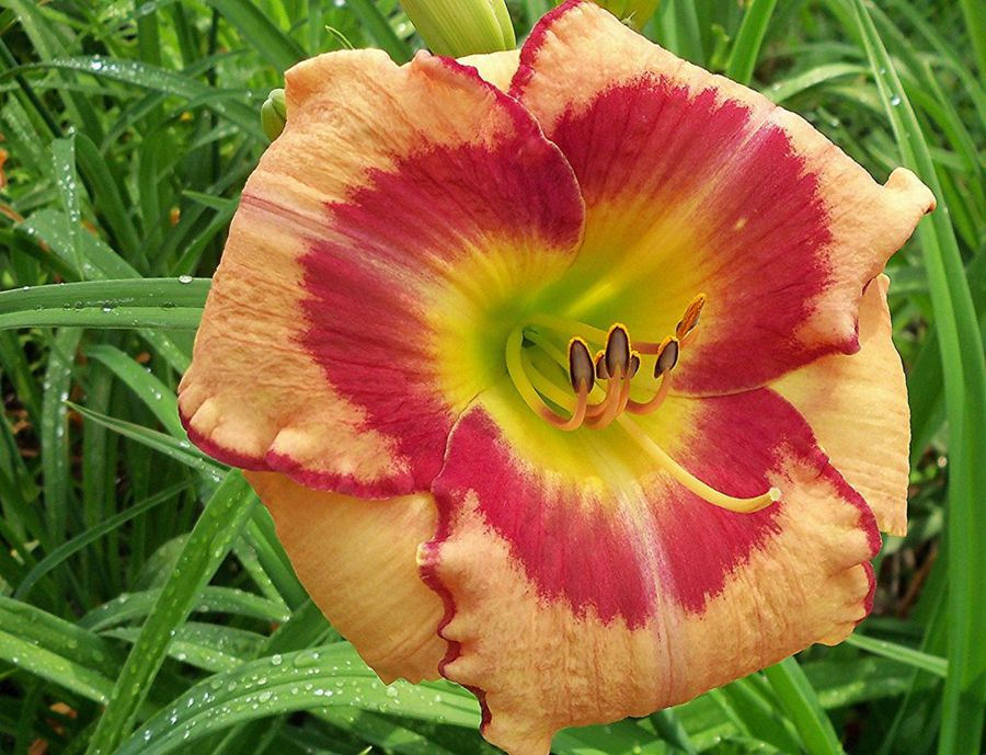 Hemerocallis