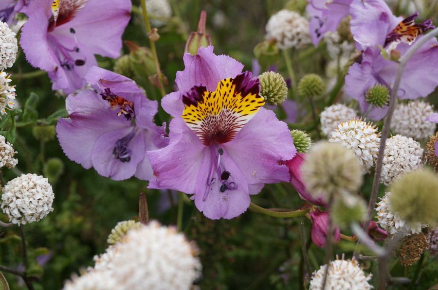 alstroemerias