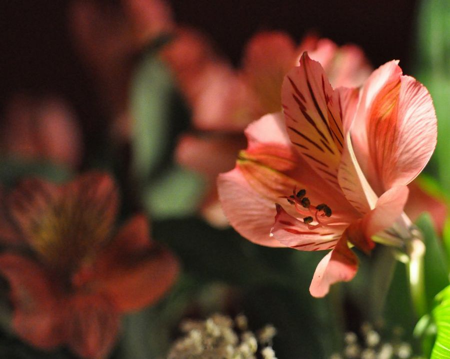 alstroemerias