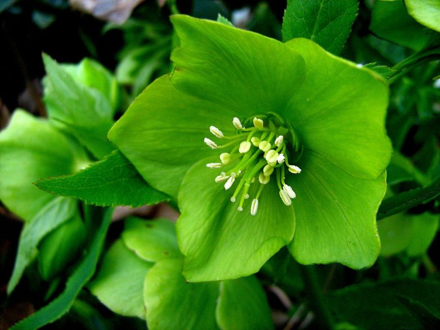 Helleborus