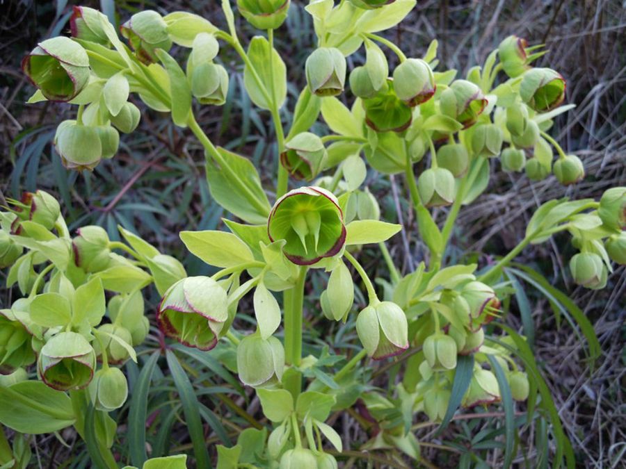 Helleborus foetidus