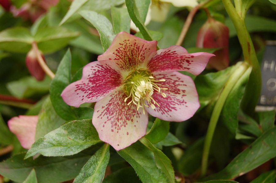 Helleborus orientalis