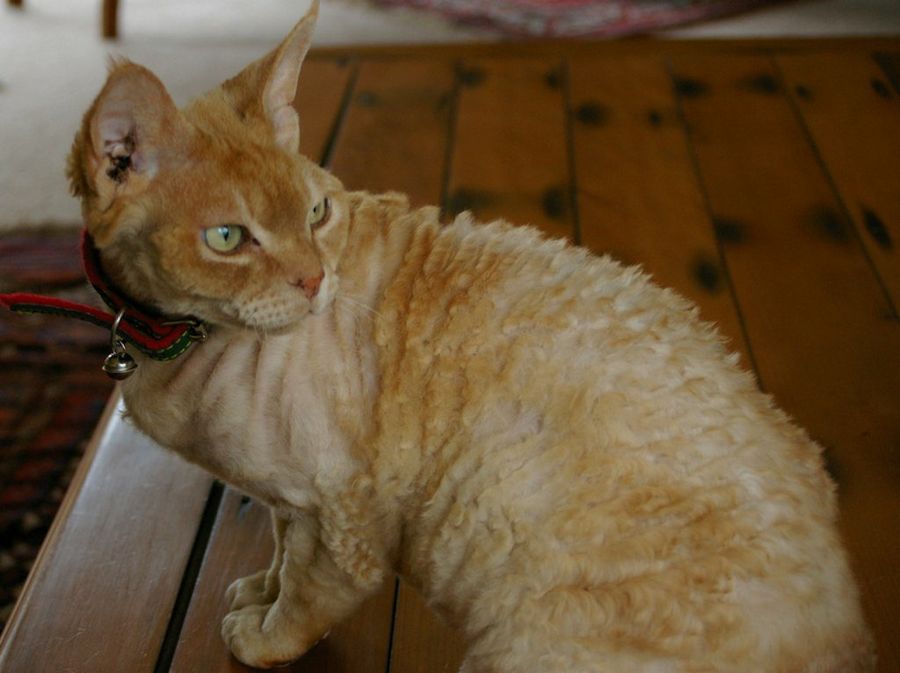 Devon Rex