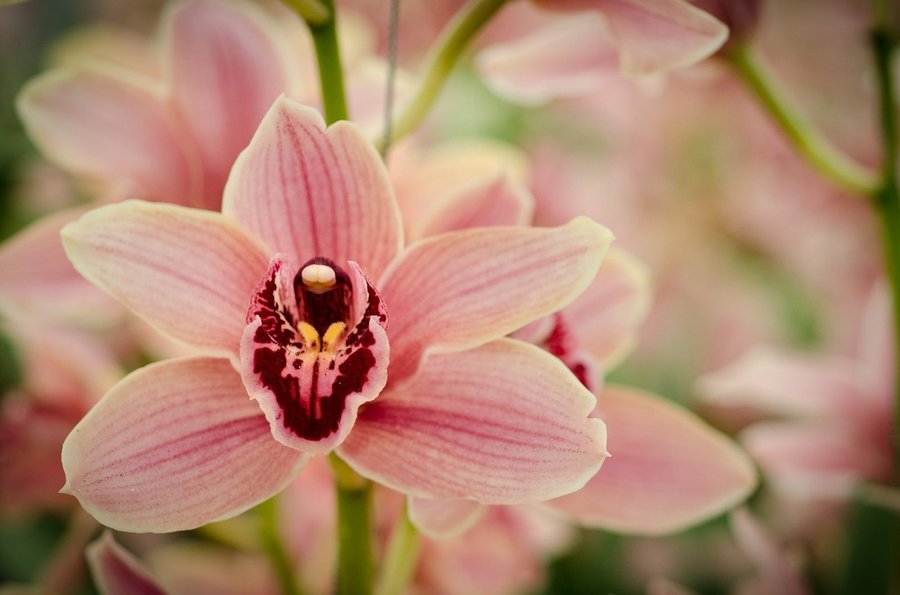 Orquídeas