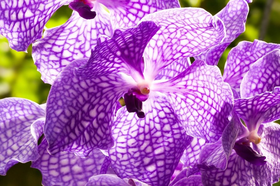 Orquídeas