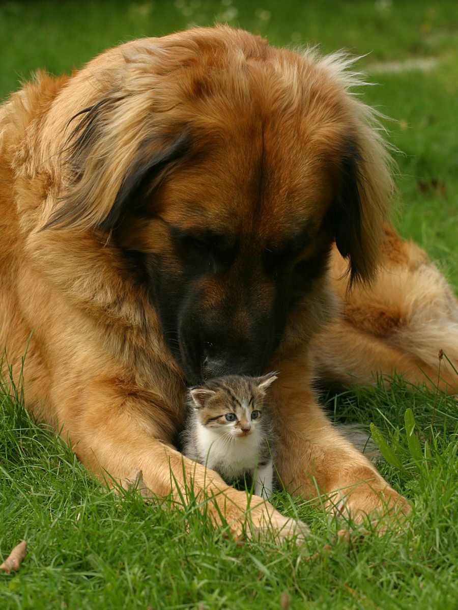 perros y gatos