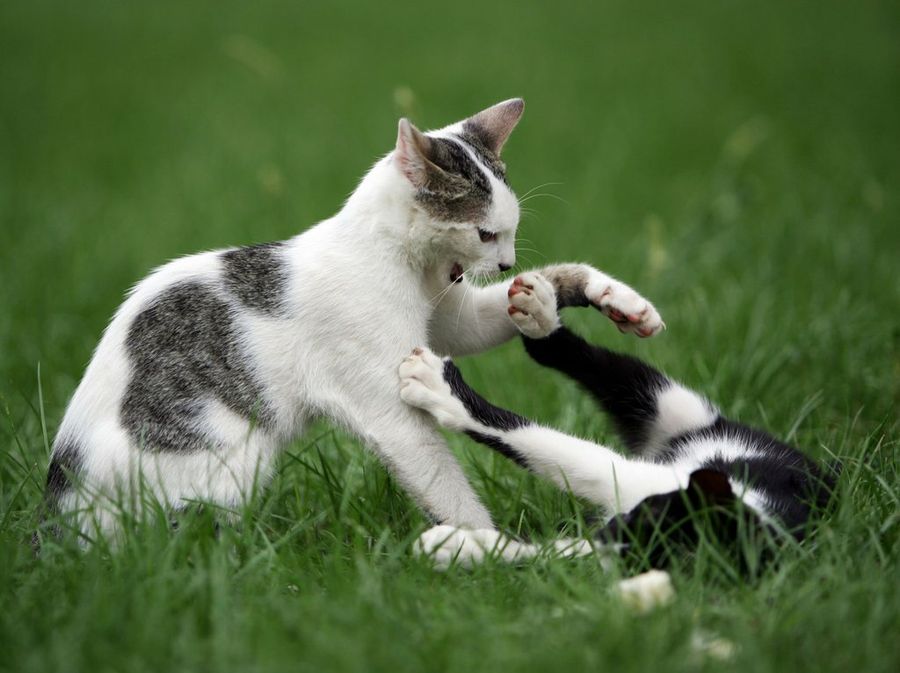 gatos