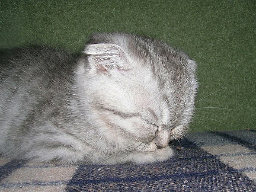 Scottish Fold
