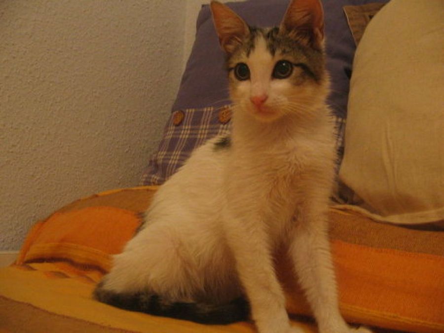 gestacion gatas jovenes