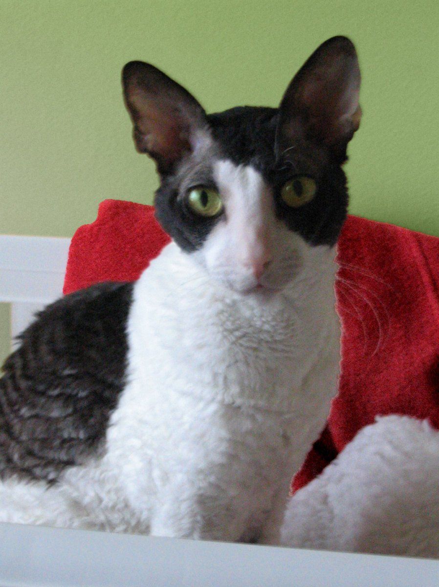 cornish rex