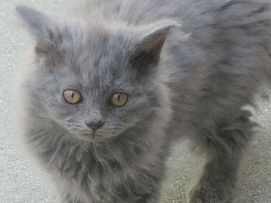 Selkrik