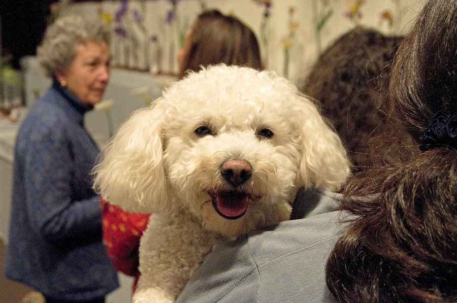 caniche