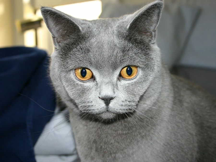 Gato