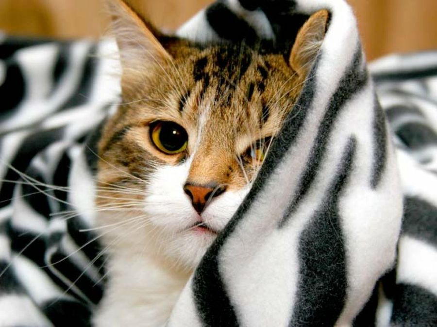 gato con toalla