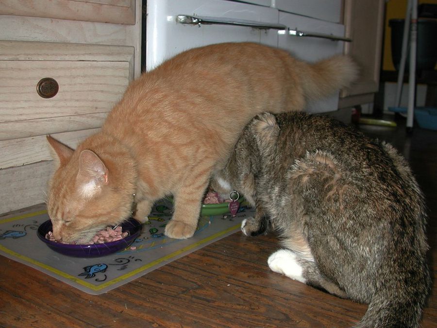 dos gatos comiendo