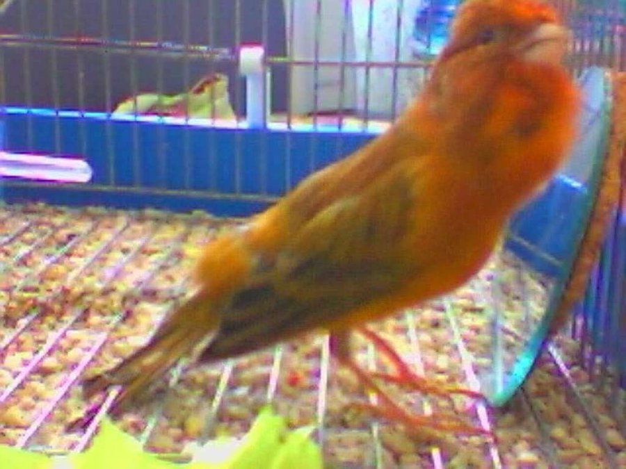Visor