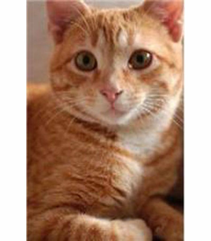 gato marrón