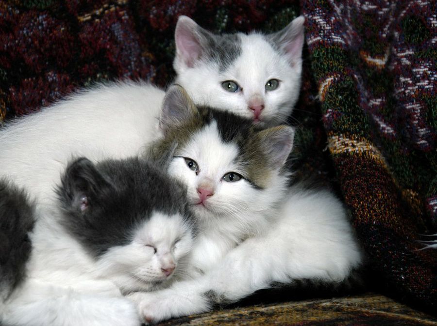 Gatitos