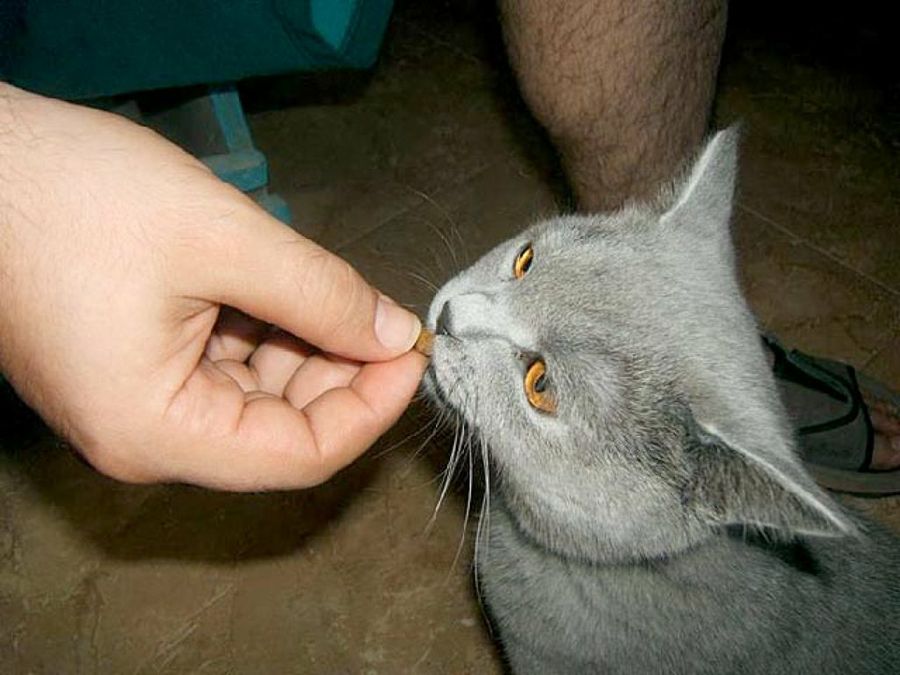 dueño dando de comer a su gato