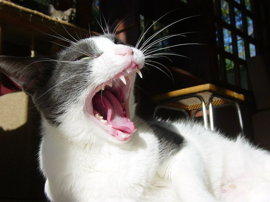 Gato