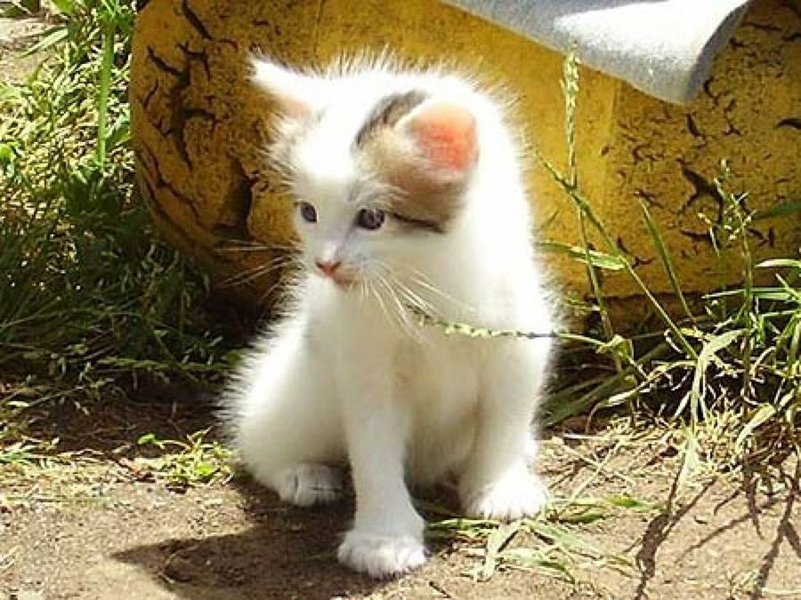 gatito en el jardín