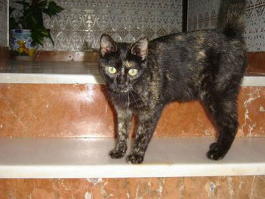 gato asustado