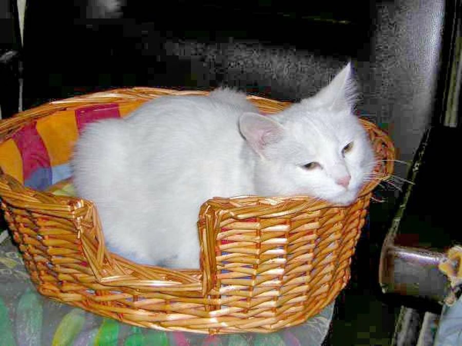 gata blanca en una cesta