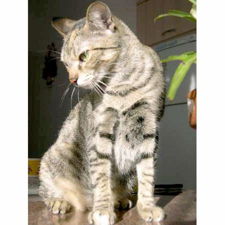 gata sentada