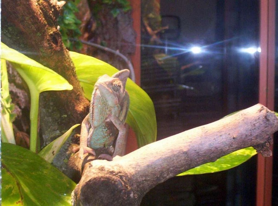 Visor
