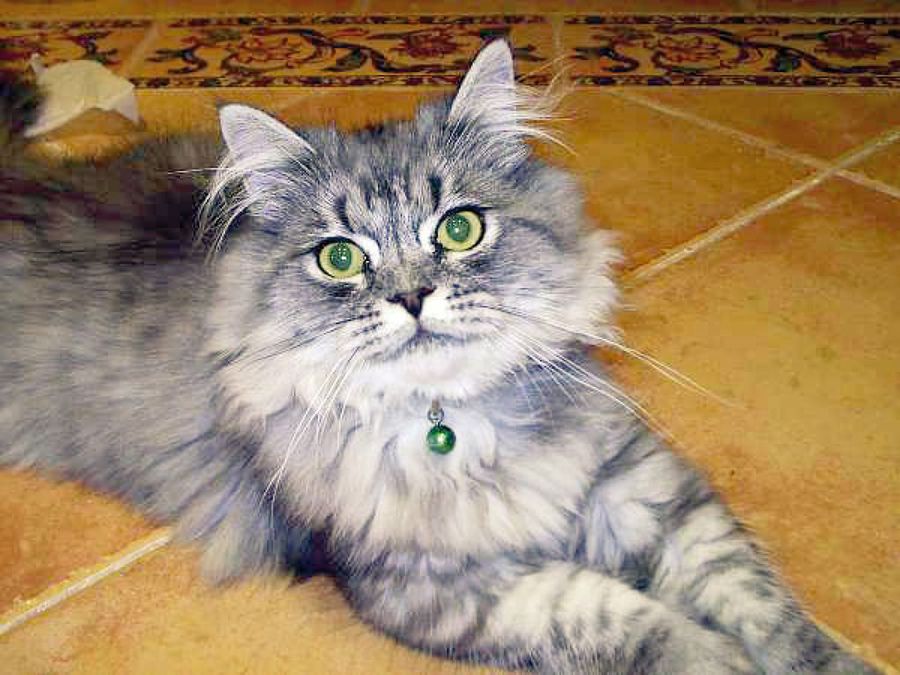 gato ojos&collar verdes