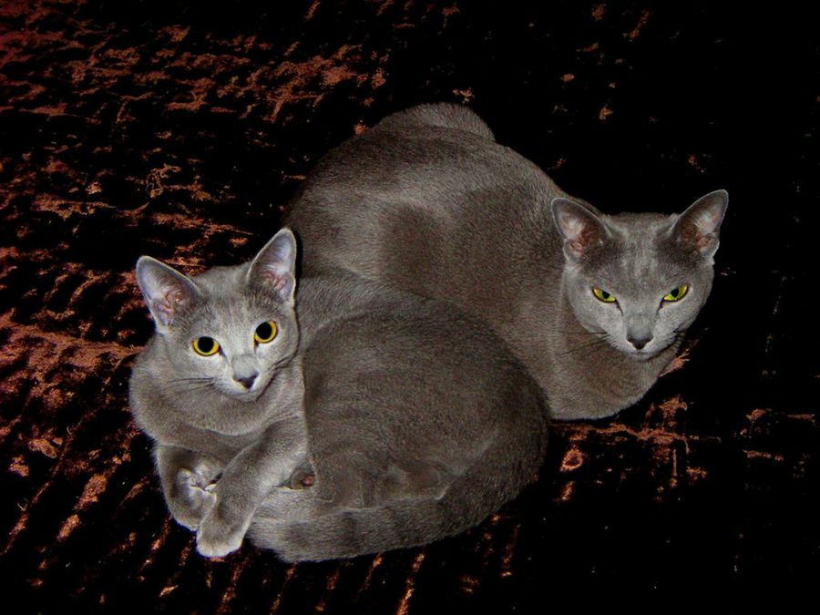 dos gatos azul ruso
