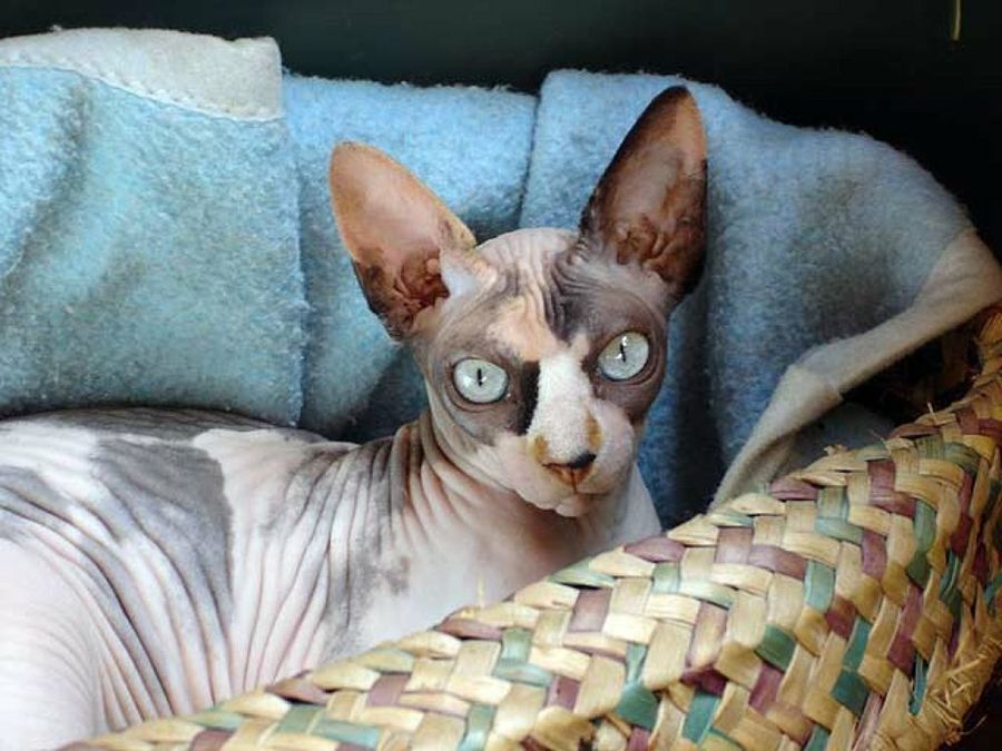 gato esfinge en cesta